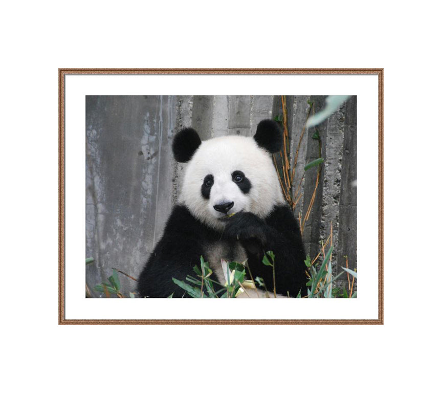 102 brown wooden frame